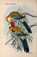 Delcampe - Ornithologie Collection De 40 Cartes  Thème Les Oiseaux De John Gould Dimension 9x14 Légende Au Verso 88 Photos - Birds