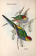 Delcampe - Ornithologie Collection De 40 Cartes  Thème Les Oiseaux De John Gould Dimension 9x14 Légende Au Verso 88 Photos - Oiseaux