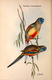 Delcampe - Ornithologie Collection De 40 Cartes  Thème Les Oiseaux De John Gould Dimension 9x14 Légende Au Verso 88 Photos - Birds