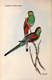 Delcampe - Ornithologie Collection De 40 Cartes  Thème Les Oiseaux De John Gould Dimension 9x14 Légende Au Verso 88 Photos - Birds