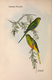 Delcampe - Ornithologie Collection De 40 Cartes  Thème Les Oiseaux De John Gould Dimension 9x14 Légende Au Verso 88 Photos - Oiseaux