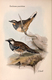 Delcampe - Ornithologie Collection De 40 Cartes  Thème Les Oiseaux De John Gould Dimension 9x14 Légende Au Verso 88 Photos - Oiseaux