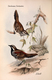 Delcampe - Ornithologie Collection De 40 Cartes  Thème Les Oiseaux De John Gould Dimension 9x14 Légende Au Verso 88 Photos - Oiseaux