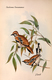 Delcampe - Ornithologie Collection De 40 Cartes  Thème Les Oiseaux De John Gould Dimension 9x14 Légende Au Verso 88 Photos - Oiseaux