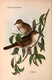 Delcampe - Ornithologie Collection De 40 Cartes  Thème Les Oiseaux De John Gould Dimension 9x14 Légende Au Verso 88 Photos - Oiseaux