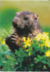 Marmotte - Ed Mythra - Autres & Non Classés