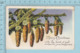 Carte Postale CPA -Christmas Tree, - Used Voyagé En 1925 + USA Stamp, Send To Dismont Maine - Autres & Non Classés