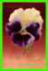 FLEURS - VIOLA - PENSÉE - BEST WISHES - 3/4 BACK - WRITTEN - - Fleurs