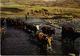 Lesotho - Fording The Makhaleng - Cow Vache - Used Postcard And Stamp Timbre - Lesotho