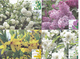 2019  Moldova , Moldavie , Flowering  Shrubs Of Moldova , Set Of  4 Maxicards - Moldova