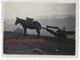 2 Photos-1938-transport Des Armes Par Des Mulets Dans Les Montagnes-n°2 - War, Military