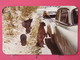 Visuel Très Peu Courant - Etats Unis - Bear Beggars In Yellowstone National Park - Scans Recto-verso - Billings