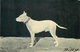 BULL TERRIER "BILLY" ~ AN OLD POSTCARD #87927 - Perros