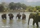 Postcard Elephants Bath Katugastota Kandy Sri Lanka [ Elephant Interest ] My Ref  B23513 - Elephants