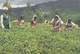 Postcard Tea Pluckers Hill Country Sri Lanka My Ref  B23517 - Cultivation