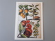 Affiche Décoration Dessins De Fruits : Abricots, Grenades, Amandes & - Affiches