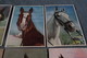 Superbe Lot Collection De 14 Cartes Avec Chevaux,RARE Pour Collection,collector - Chevaux