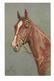 Illustrateur  Rivst    -  Cheval  -  Horse  Liver Chestnut - Chiens