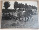 PHOTO LEERS WATTRELOS LYS LEZ LANNOY AGRICULTURE CHEVAUX PAYSAN MOISSON - Berufe