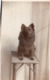 R128681 Old Postcard. Dog On The Chair. Shepherds - Monde