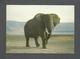 ANIMAUX - ANIMALS - ÉLEPHANT - BULL ELEPHANT IN THE GRANDEUR OF NGORONGORO CRATER - TANZANIA SAFARI - Éléphants