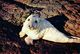 Postcard Of A Young Seal (31319) - Other & Unclassified