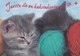 Postal Stationery - Cats - Kittens - Red Cross 1998 - Suomi Finland - Postage Paid - Interi Postali