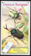 CHROMO Chocolat SUCHARD Scarabées Coléoptères Insectes Insects  Bugs Beetles   Cerathorrine  Serie 250 - Suchard