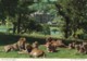 AN92 Animals - The Lions Of Longleat - John Hinde Postcard - Leeuwen