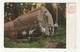 CALIFORNIA, USA, Giant Log & Lumber Jacks, "Adm' Dewey ", 1909 Weidner Postcard - Autres & Non Classés