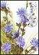 Delcampe - UKRAINE 2017. MEDICAL AND MELLIFEROUS PLANTS. Set Of 4 Stamps Mi-Nr. 1629-32. MAXICARDS - CARTES MAXIMUM - Ukraine