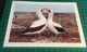 Nazca Boobies ~ Courtship - Birds