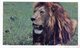 3900 - LION SAFARI PRISUNIC - Löwen