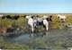 ** Lot De 3 Cartes ** CHEVAUX DE CAMARGUE - CPSM CPM Grand Format - - Chevaux