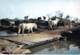 ** Lot De 3 Cartes ** CHEVAUX DE CAMARGUE - CPSM CPM Grand Format - - Chevaux