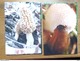 Delcampe - Doos Postkaarten 3kg569: Allerlei Landen En Thema's, Zie Enkele Foto's - 500 Postcards Min.