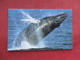 Humpback Whale   Ref 3290 - Other & Unclassified