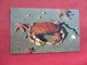 Pacific Ocean Crab   Ref 3290 - Fish & Shellfish