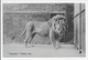 Lion - "General" Clifton Zoo - Lions