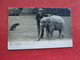 Elephant   Friendship Buys Friendship  Ref 3291 - Elephants