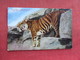 Malay Tiger Princeton NY Zoo     Ref 3291 - Tigers