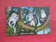 Monkey Jungle  Miami Florida       Ref 3291 - Monkeys