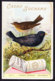 CHROMO Chocolat SUCHARD   +/- 1897  Serie 56  Oiseaux Chanteurs Merle Schwarzdrossel Trade Card Singing Birds Blackbird - Suchard