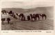 Morocco Mogador Caravane Dans Les Dunes De Sable Camels Desert Donkeys Postcard - Unclassified