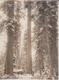 1912 NORTHWESTERN UNITES STATES USA  Dendrology, Forest, Xylology, Forestry  Fonds Victor FORBIN (1864-1947) - Profesiones