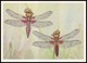 DRAGONFLY - Libellula Depressa L. Artist L. Aristov. Unused Postcard (USSR, 1987) - Insecten