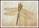 DRAGONFLY - Somatochlora Metallica Lind. Artist L. Aristov. Unused Postcard (USSR, 1987) - Insecten