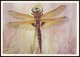 DRAGONFLY - Epitheca Bimaculata Charp. Artist L. Aristov. Unused Postcard (USSR, 1987) - Insecten