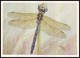 DRAGONFLY - Anax Imperator Leach. Artist L. Aristov. Unused Postcard (USSR, 1987) - Insecten