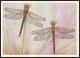 DRAGONFLY - Aeschna Cyanea Müll. Artist L. Aristov. Unused Postcard (USSR, 1987) - Insecten